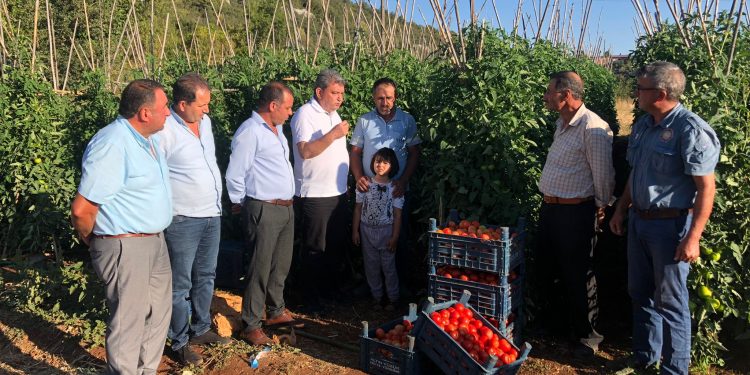İhracat yasağı domates üreticisini vurdu