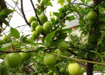 Mersin’de erik hasadı