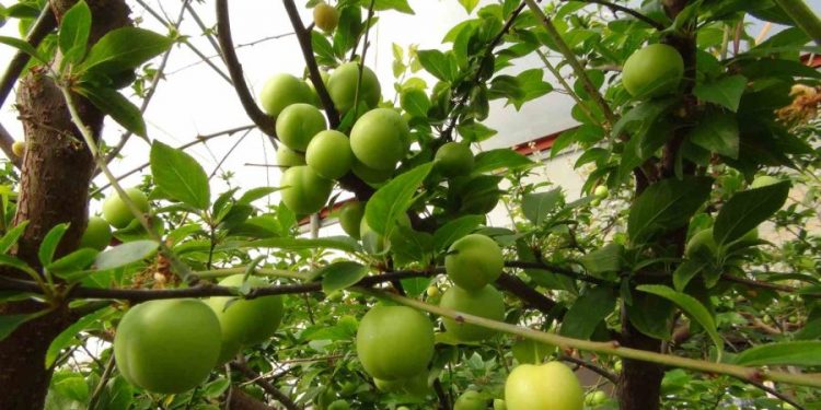 Mersin’de erik hasadı