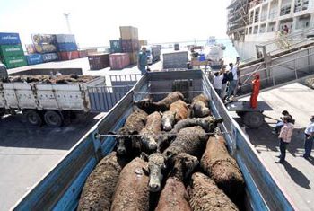 İthal büyükbaş hayvanlar Mersin’de kokuya neden oldu