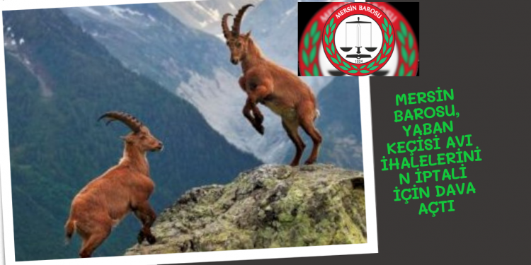 MERSİN BAROSU,  YABAN KEÇİSİ AVI İHALELERİNİN İPTALİ İÇİN DAVA AÇTI
